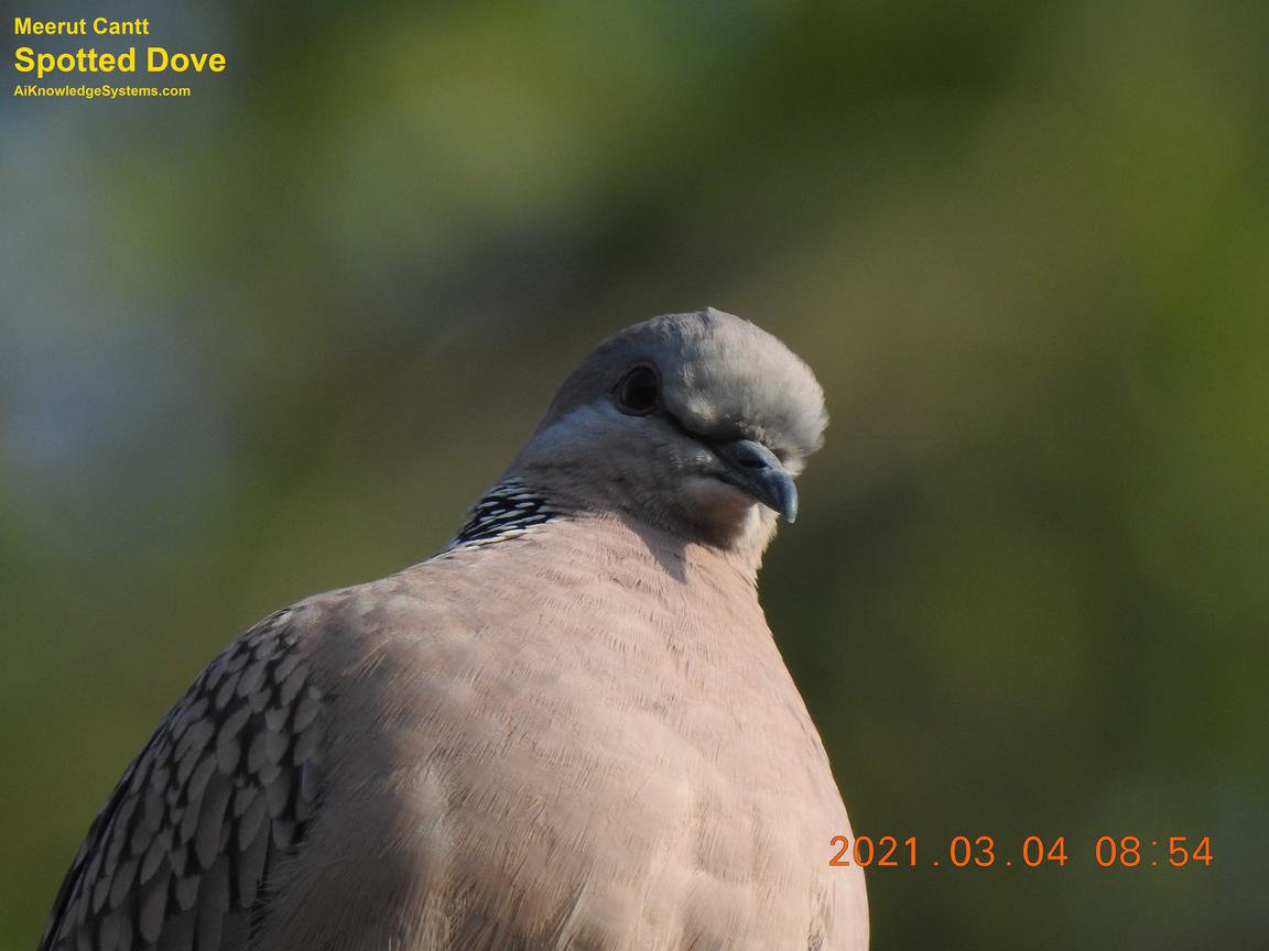 Dove Spotted (93) Coming Soon